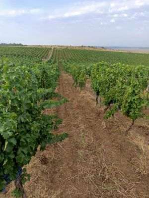 Studiu Corteva Agriscience: Viticultorii sporesc rezilienţa culturilor din România cu soluţii inovatoare